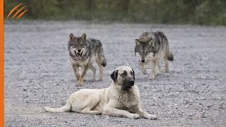 Die Wölfe griffen den Kangal-Hund an… und zahlten einen hohen Preis!!