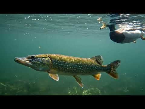 GIANT PIKE ATTACKS Duck?! (Insane Topwater Strike)