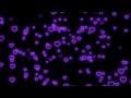 Fly Up💜Neon Light Heart | Heart Background Video Loop | Animated Background | Wallpaper Heart Loop