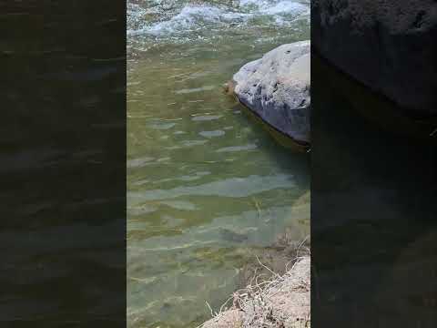 SQpesca  trucha 🎣  rio Malargüe mendoza