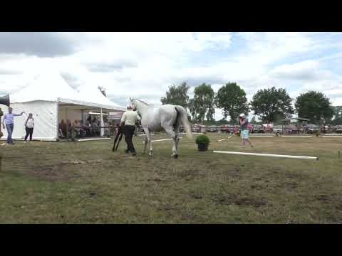 Fohlenschau 2022 - 43 Hengstfohlen v. Raven
