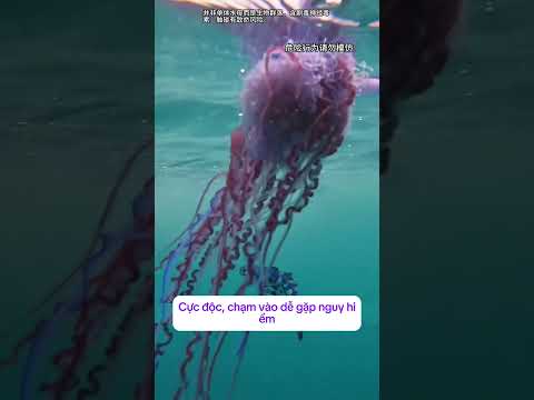 Ra biển gặp sứa này, tuyệt đối đừng dùng tay bắt!#shorts