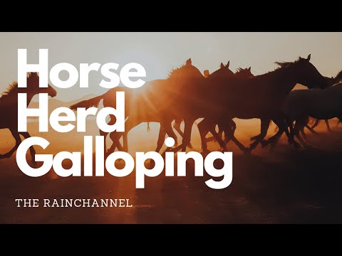 Horse Herd Galloping 🐴 - 10 hours of galloping wild horses