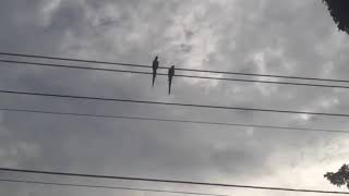 Download lagu Burung macau lepas mp3