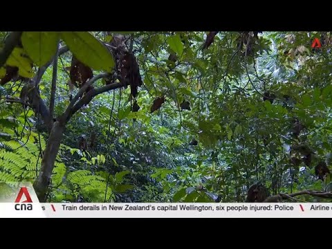 Researchers get new insights from study of insects, loss of mature forests