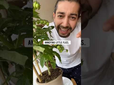 How to Keep Gnats Away from Plants | creative explained