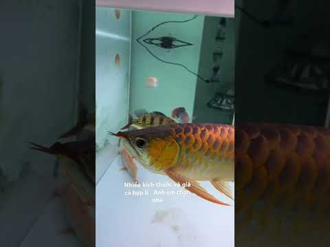 HỒ CÁ RỒNG ỐNG ĐỎ SANKING HOTHIT