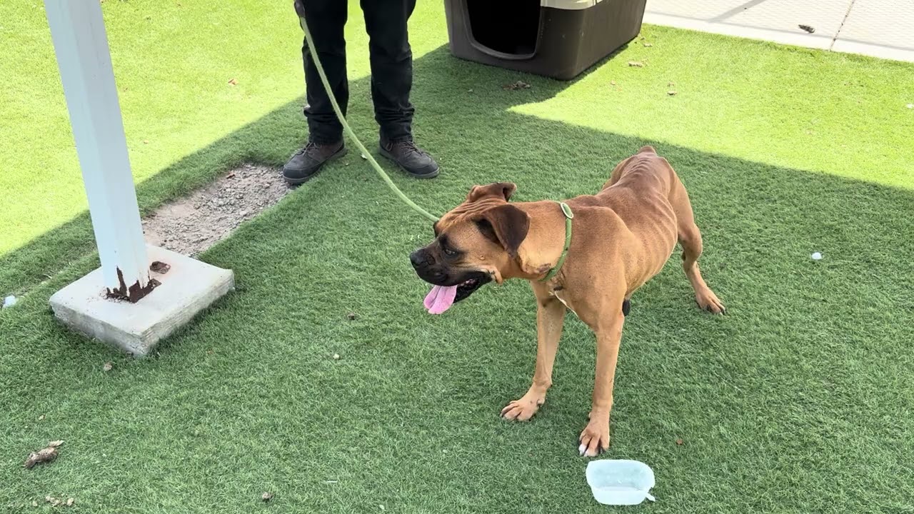 Haley, an adopted Boxer in Wasco, CA video 5/5