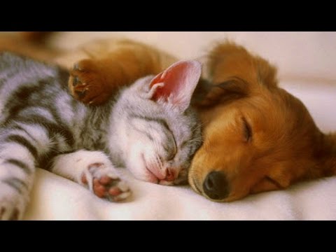 PET THERAPY For Cats and Dogs 2/2 -Relax, De-Stress, Reduces Anxiety - Sleep Music - 2 HOURS