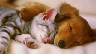 PET THERAPY For Cats and Dogs 2/2 -Relax, De-Stress, Reduces Anxiety - Sleep Music - 2 HOURS