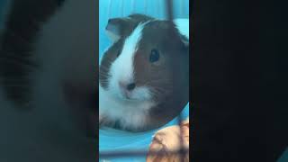 Guinea Pig Rodents Videos