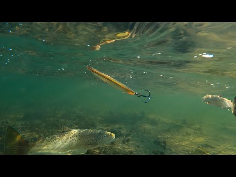 Durch SPOT-Hopping zur Meerforelle