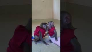 Cute and lovely Boby and Toto has time play together