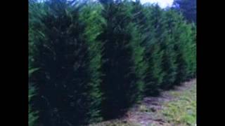 Craigslist Special Cypresses in Central NJ    We have Leyland Cypresses.