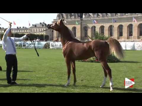 N.46 AK VICENTO - Chantilly 2015 AWC - Colts 1 year old (Class 6A)
