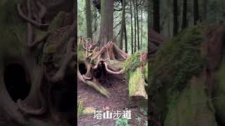 2025-07-20、21、22阿里山渡假避暑