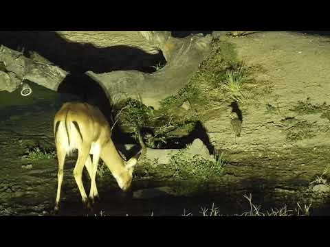 Djuma: Impalas getting ready for the night - 17:47 - 05/19/19