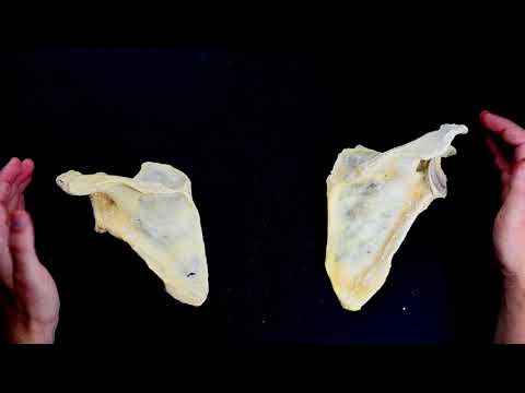 Osteologia - łopatka, obojczyk, kość ramienna, promieniowa i łokciowa