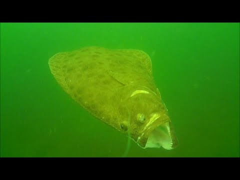 Flounder, Stripers, and Squid - Underwater Fishing View!