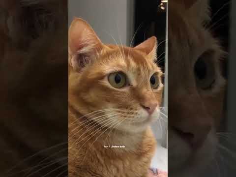 I filmed my cat eye boogers