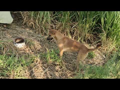 Dog so cute and sweet puppy