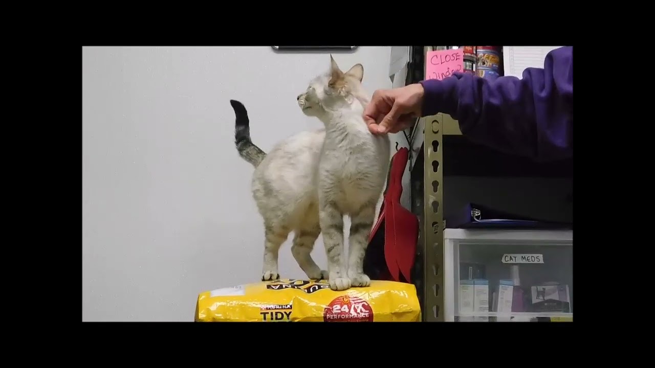 ANGEL, an adopted mixed breed in Ironwood, MI video 6/6
