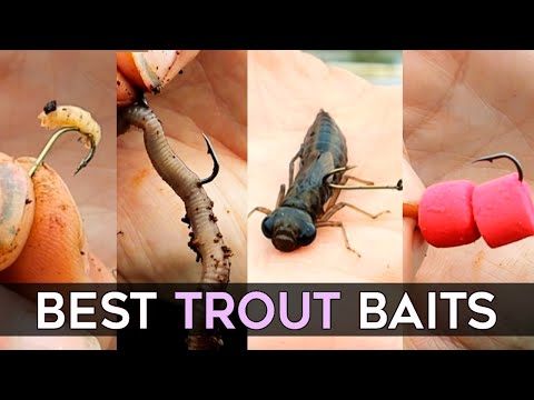 , title : 'BEST BAITS for TROUT fishing & How to rig them for Success'