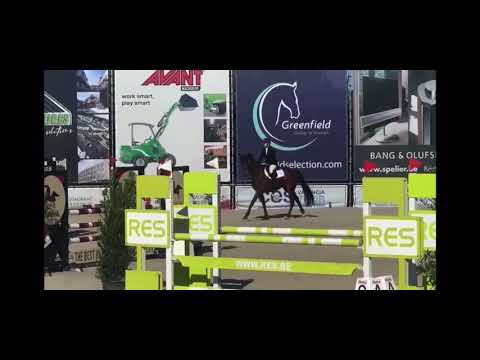 Lucky Stars 5 years mare ( Untouched x Landor S )