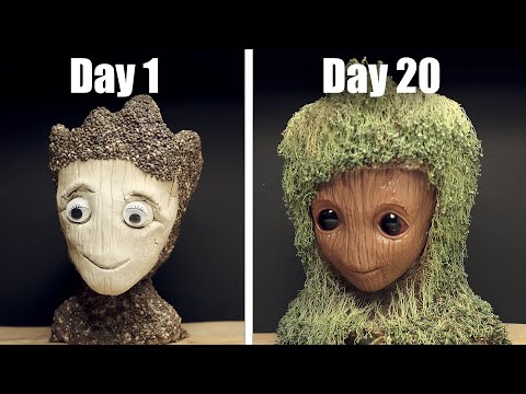 Growing Groot Chia Pet - 20 Days Time Lapse (Chia Seeds)