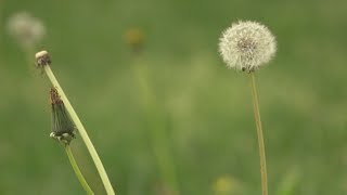 Worst US cities for allergies