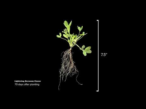Lightning Berseem Clover Timelapse