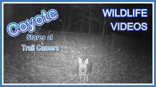 Raccoons FIGHT, Only one can WIN - Trail Cam Tuesday   February 25, 2025