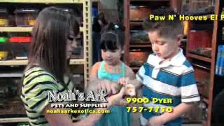 Noahs Ark WEB HD