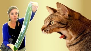 Cucumber vs Cat | Fun Joy | Best of the Month | Funny pet Animal Videos