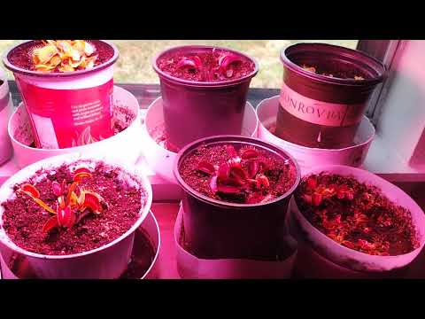 Venus Fly Trap Grow light setup  @venusflytrapsgrowembig433
