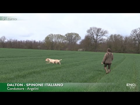 DERBY CONTINENTALI 2017 - BATTERIA 1 CONTINENTALI ITALIANI RICHIAMI