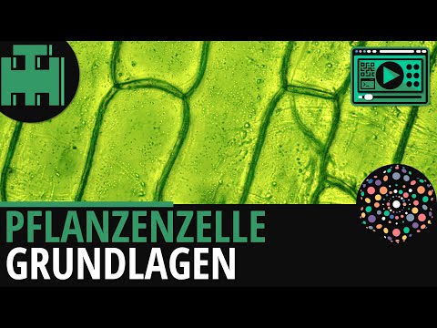 Pflanzenzelle Aufbau Grundlagen│Biologie Lernvideo [Learning Level Up]