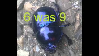 SIX WAS NINE-Drop dead beautiful