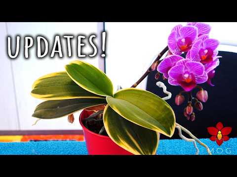 Orchid Updates - The good and the sad - February 2026