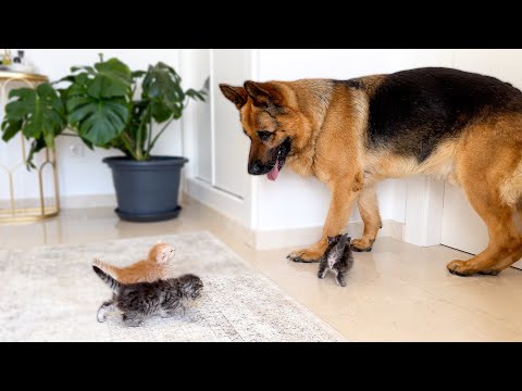 Tiny Kittens Attack This Big German Shepherd... With Love