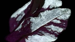 Amebix - Coming Home