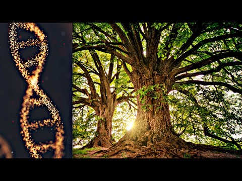 528 Hz Frequency Repairs Your DNA | Nature & Birds Sounds
