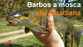 Barbos a mosca en el Guadiana