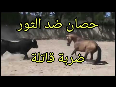 شاهد الضربة القاضية للحصان في معركة مع حيوانات أخرى