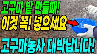 고구마밭 만들때 이것 꼭 넣어야 고구마가 주렁주렁달려 대박납니다!
