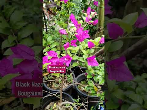 Blooming Black Nazarene #Bougainvillea #Bugambilias #Starita #Veraneras #Trinitarias #Papelillo