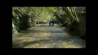 Donovan - The River Song