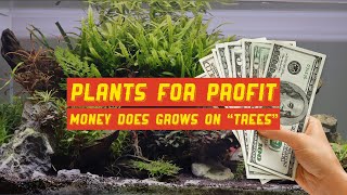 Make Money Selling Aquarium Plants | Aquatic Plants for Profit