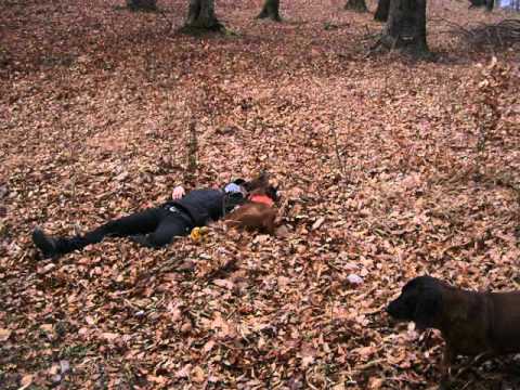 Young potentional rescue dog?