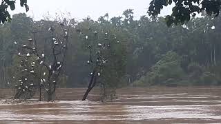 preview picture of video 'Mandagadde bird sanctuary in floods......'